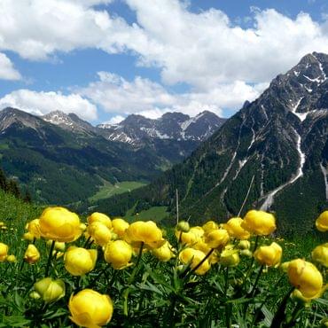 Bergbahnen Gelbe Blumen und Bergkette im Kleinwalsertal